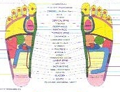 Reflexology foot chart